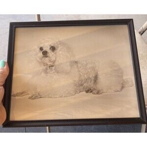 Vintage 50s Professional Black & White Photograph Miniature Poodle White Dog